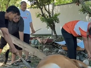Idul Adha 1447 H, Johan Rosihan Salurkan 19 Hewan Kurban di Pulau Sumbawa